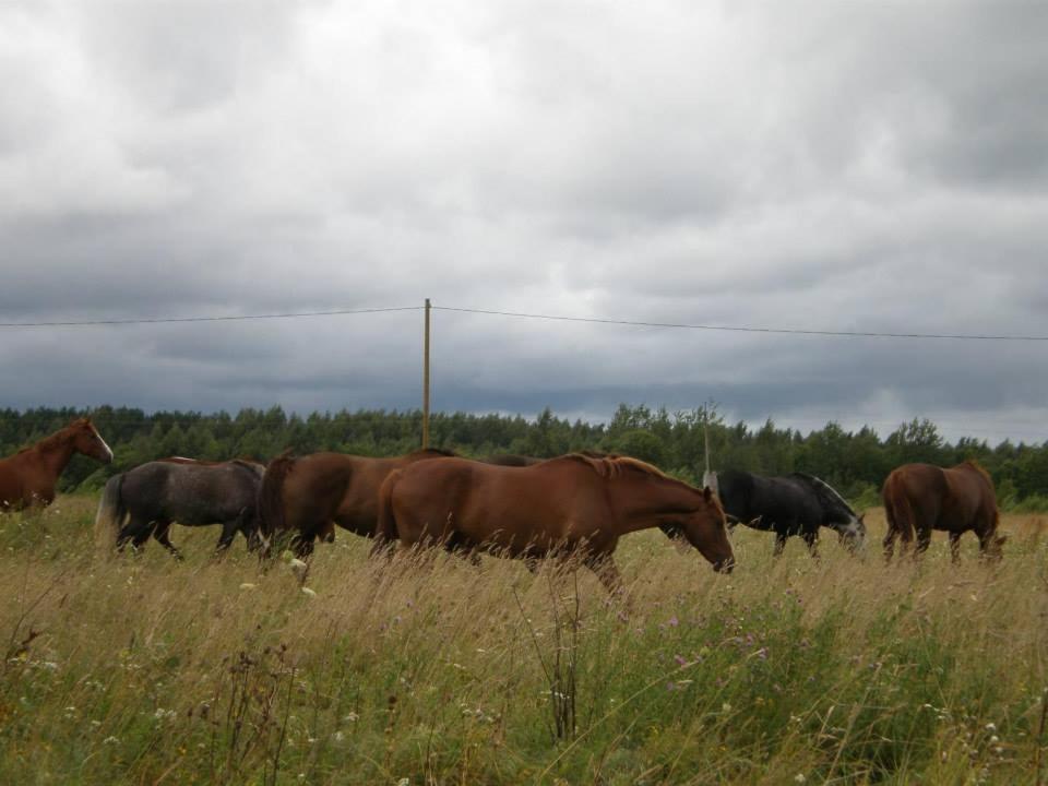 Sassi Talu Horsefarm Otel Parnumaa Dış mekan fotoğraf
