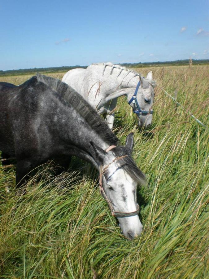 Sassi Talu Horsefarm Otel Parnumaa Dış mekan fotoğraf